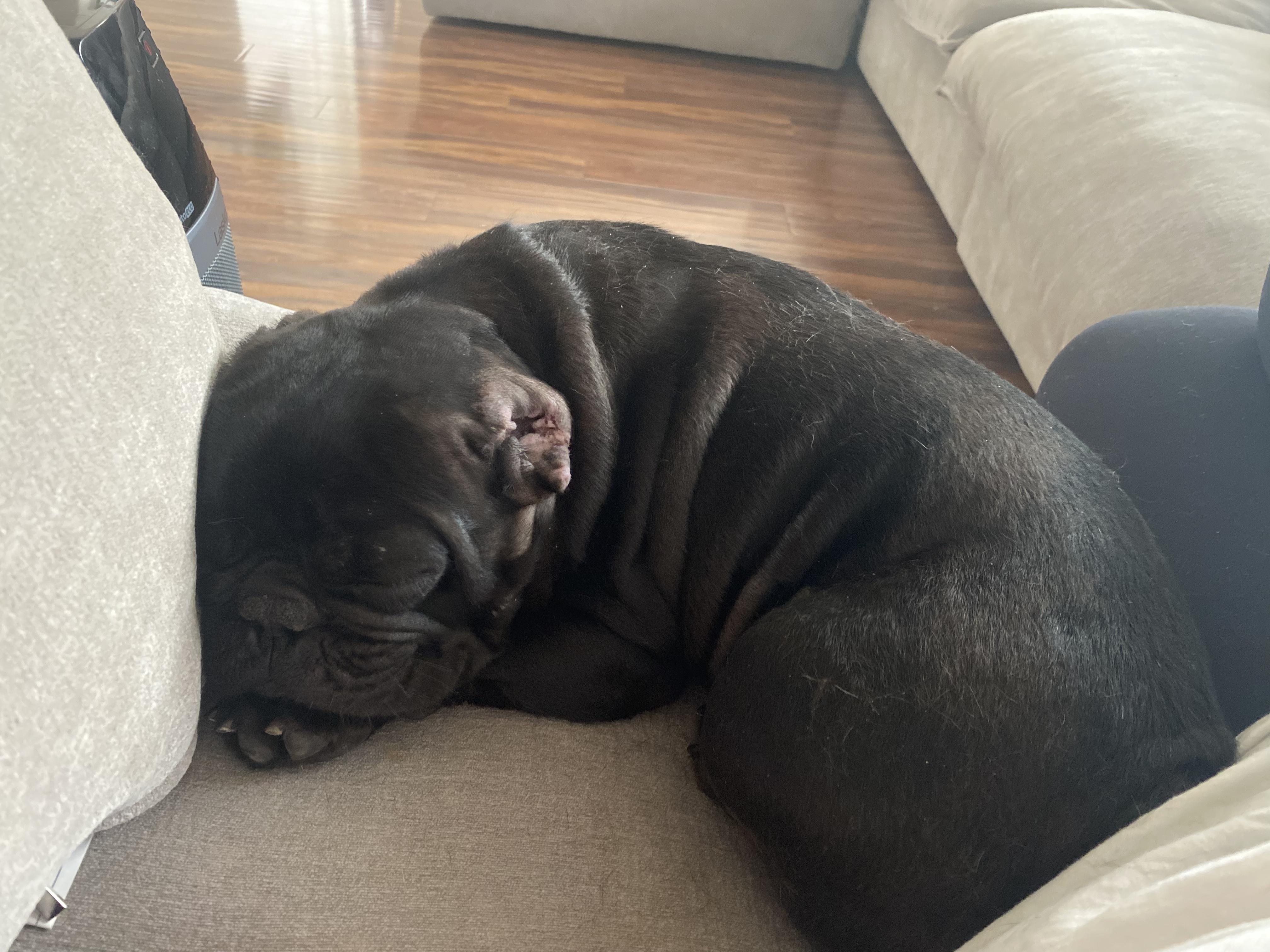 Enlarge Lola, a ADOPTABLE French Bulldog in Penryn, CA image 3/3