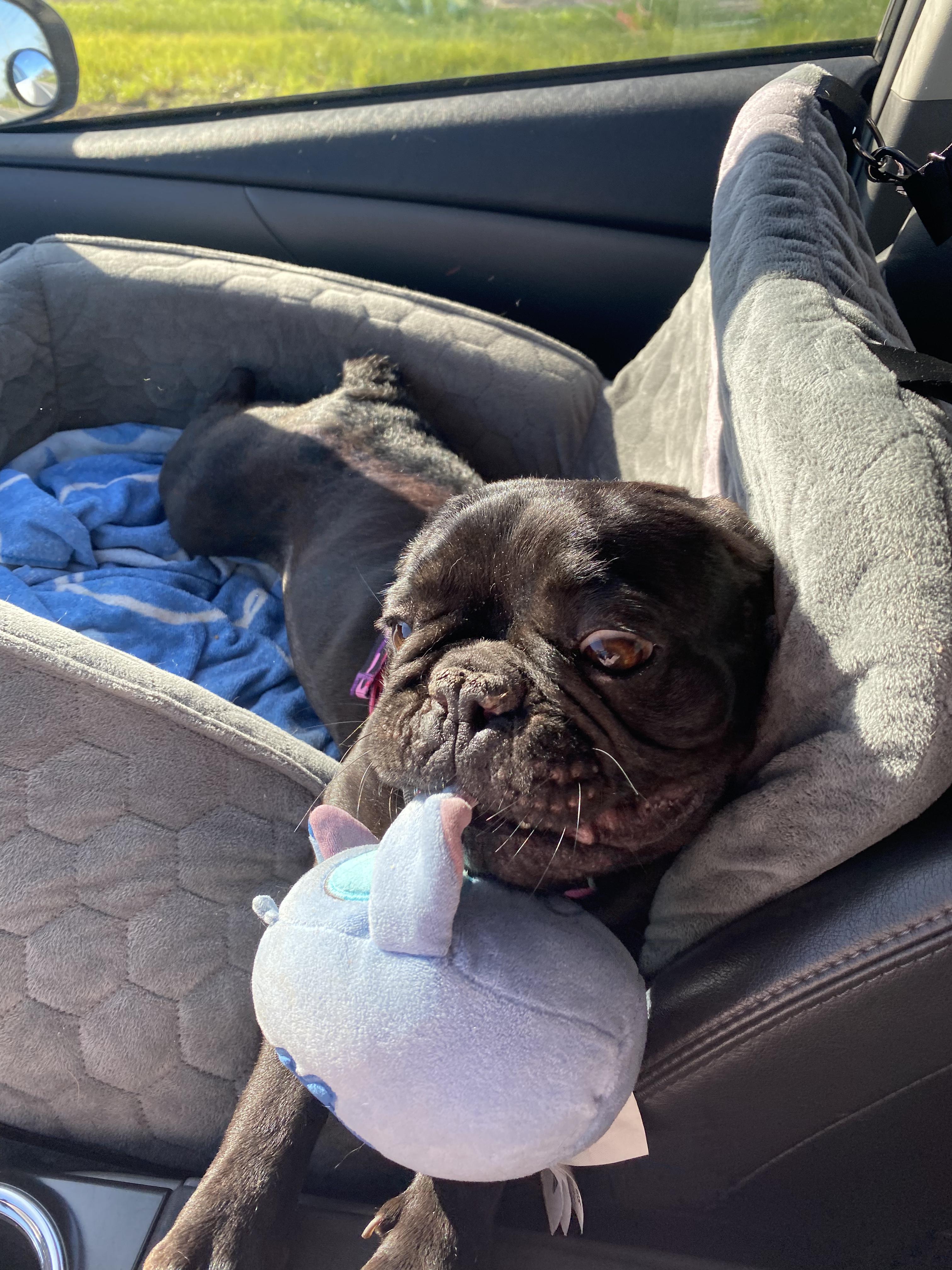 Enlarge Lola, a ADOPTABLE French Bulldog in Penryn, CA image 2/3