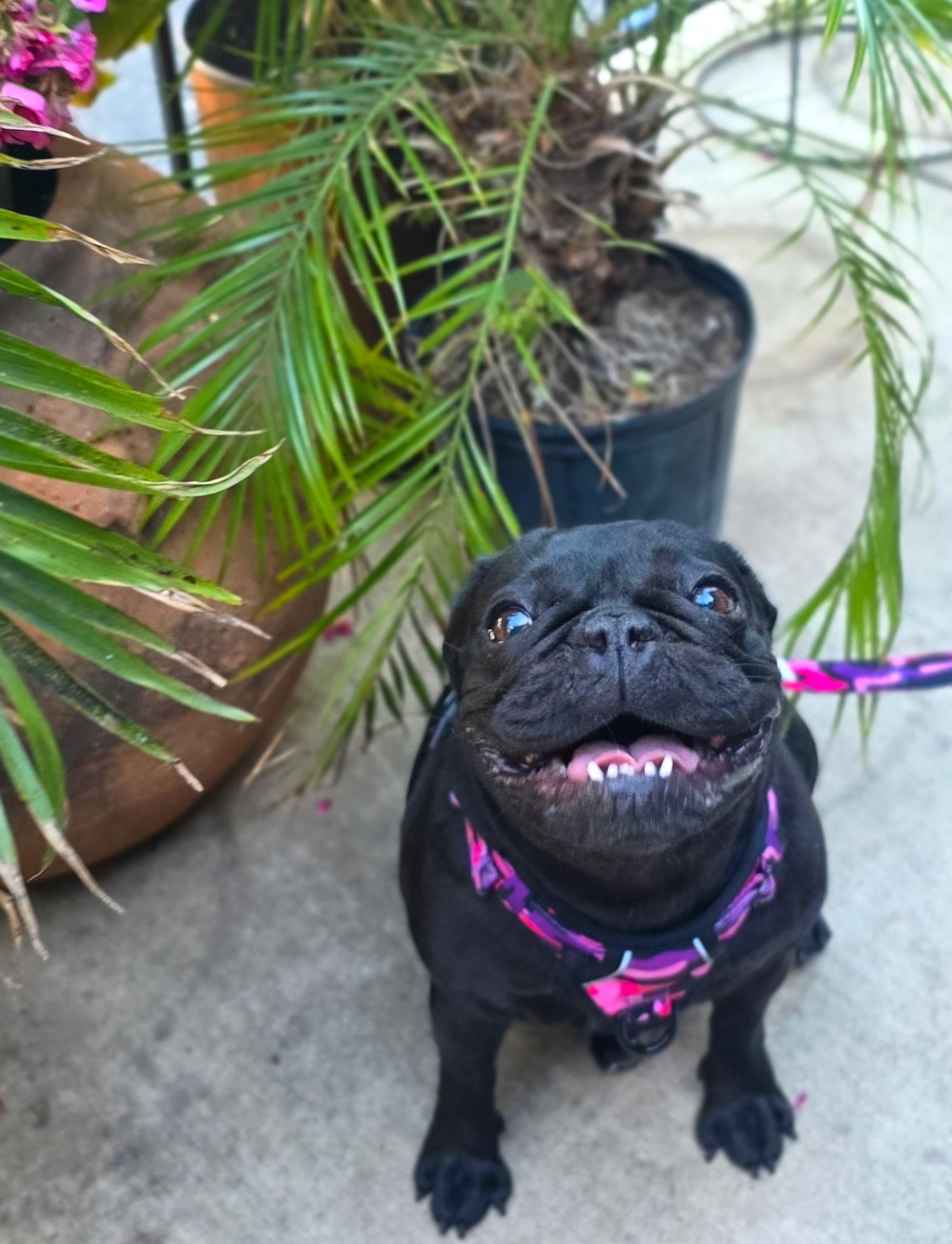 Enlarge Lola, a ADOPTABLE French Bulldog in Penryn, CA image 2/6