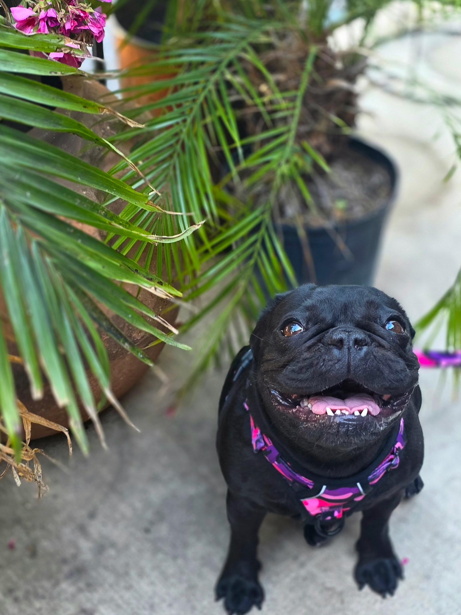Enlarge Lola, a ADOPTABLE French Bulldog in Penryn, CA image 4/6
