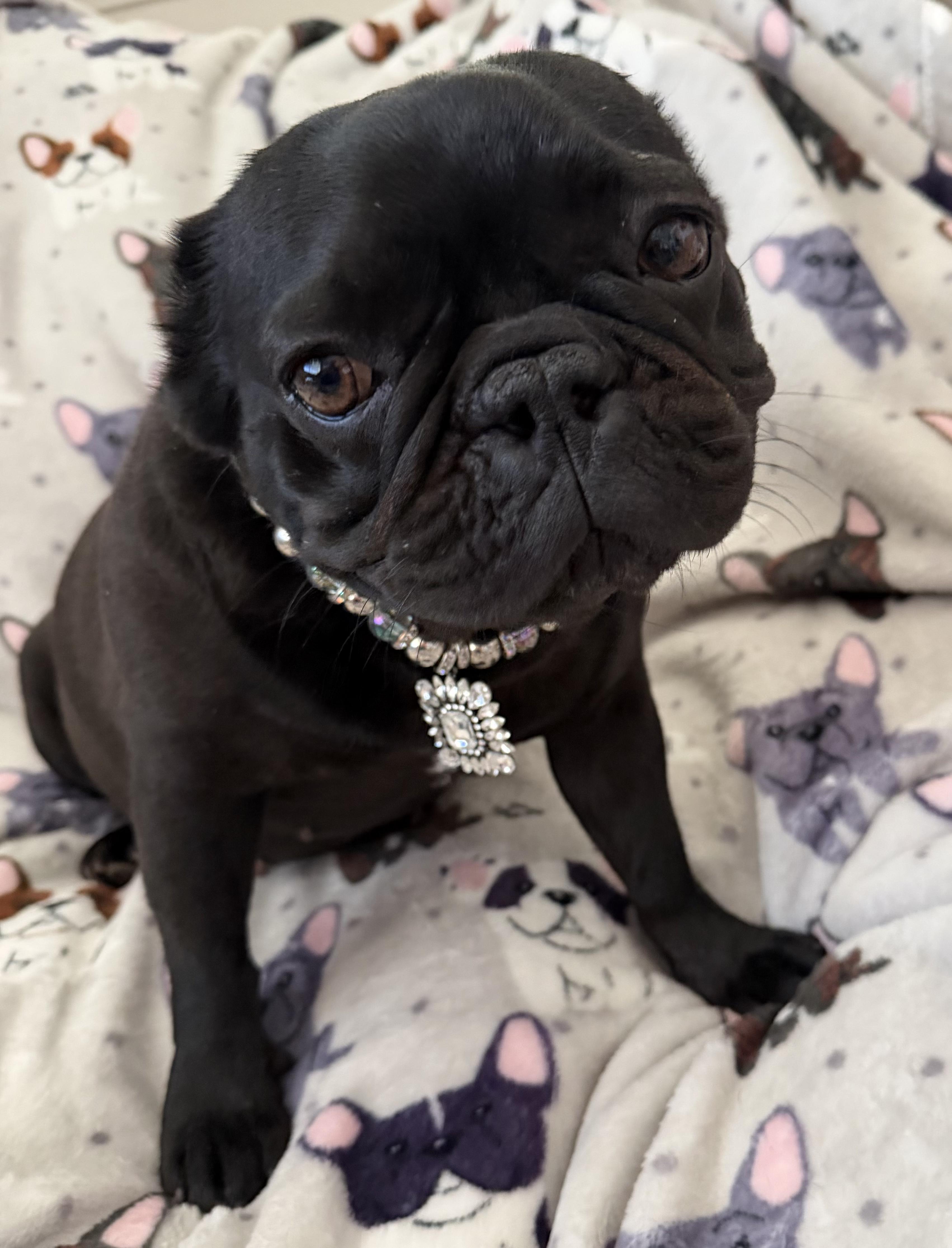 Enlarge Lola, a ADOPTABLE French Bulldog in Penryn, CA image 1/6