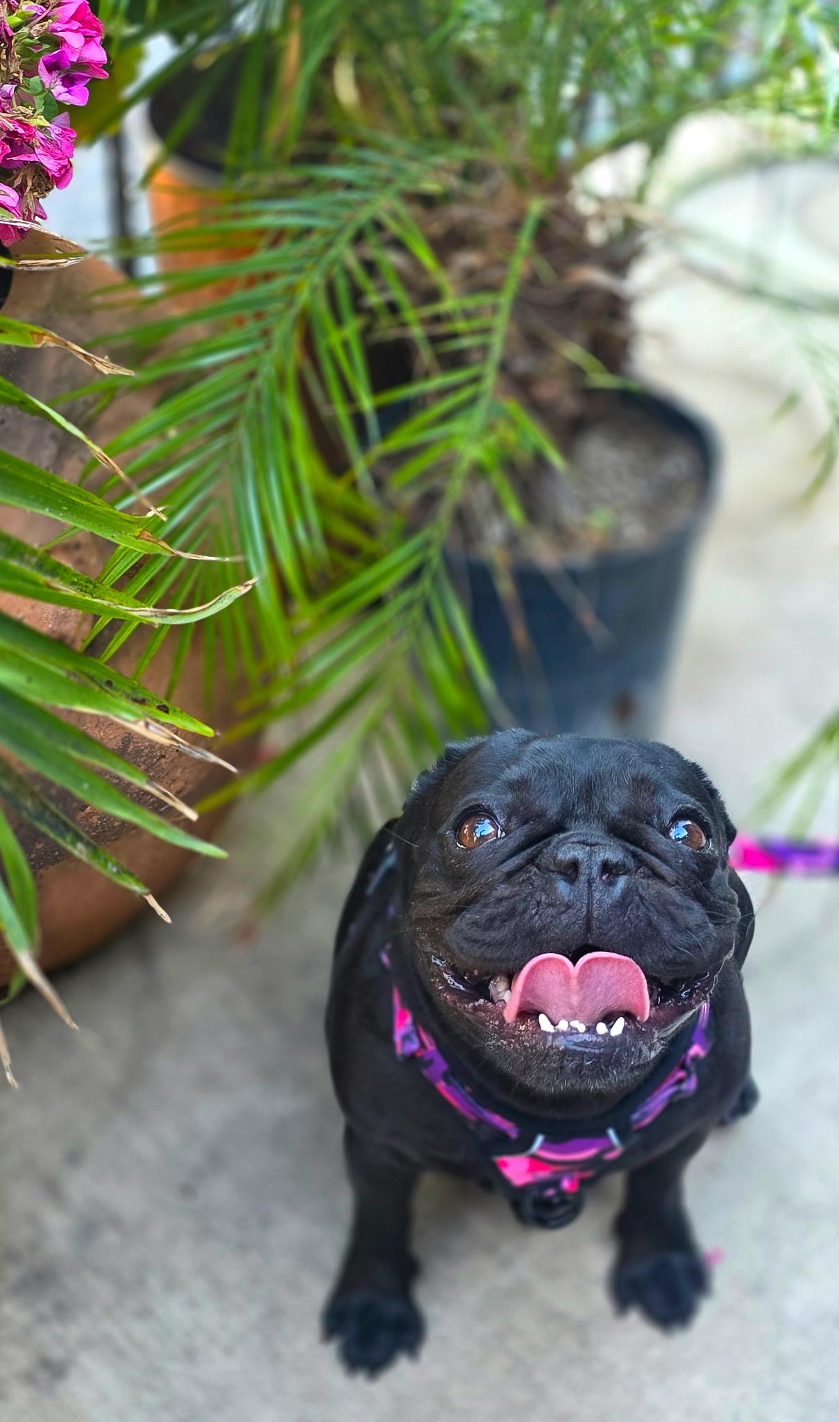 Enlarge Lola, a ADOPTABLE French Bulldog in Penryn, CA image 3/6