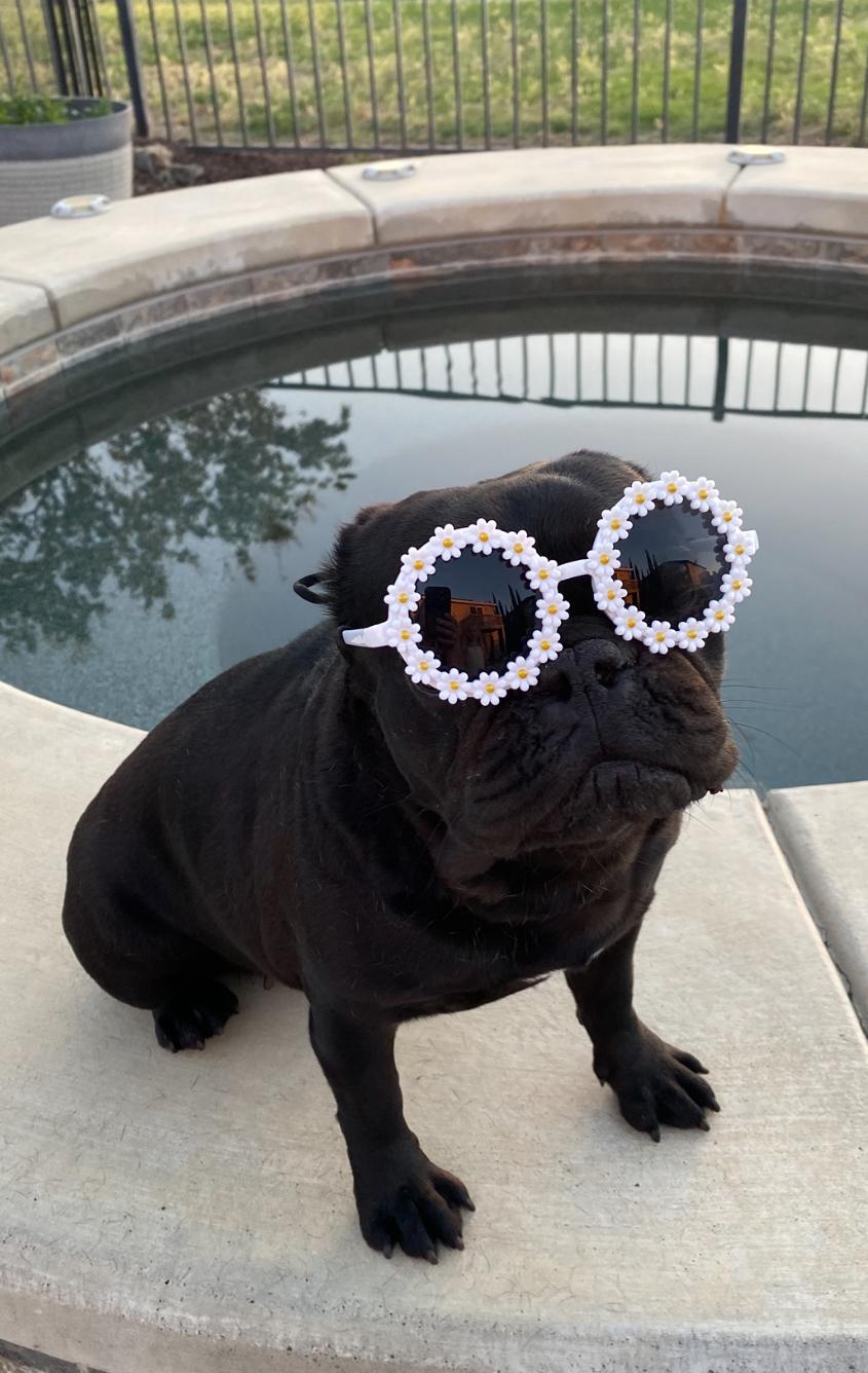 Lola, ADOPTABLE, Young Female French Bulldog.