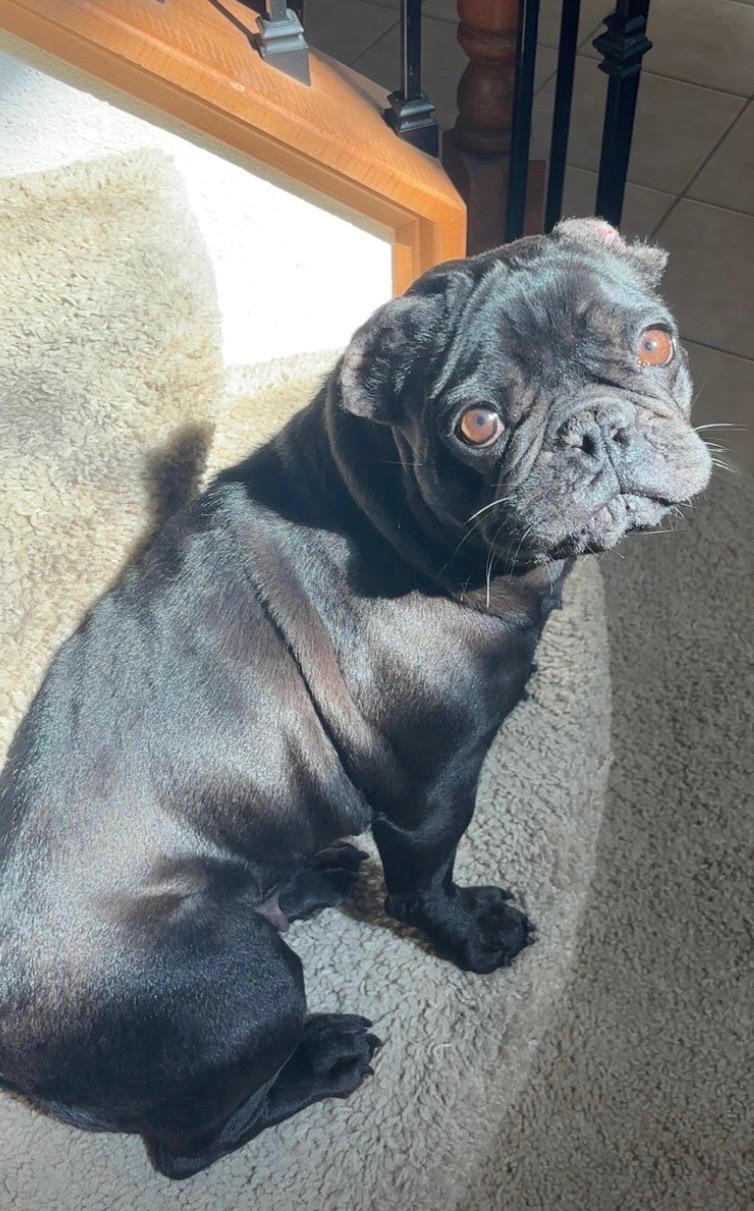 Enlarge Lola, a ADOPTABLE French Bulldog in Penryn, CA image 1/3