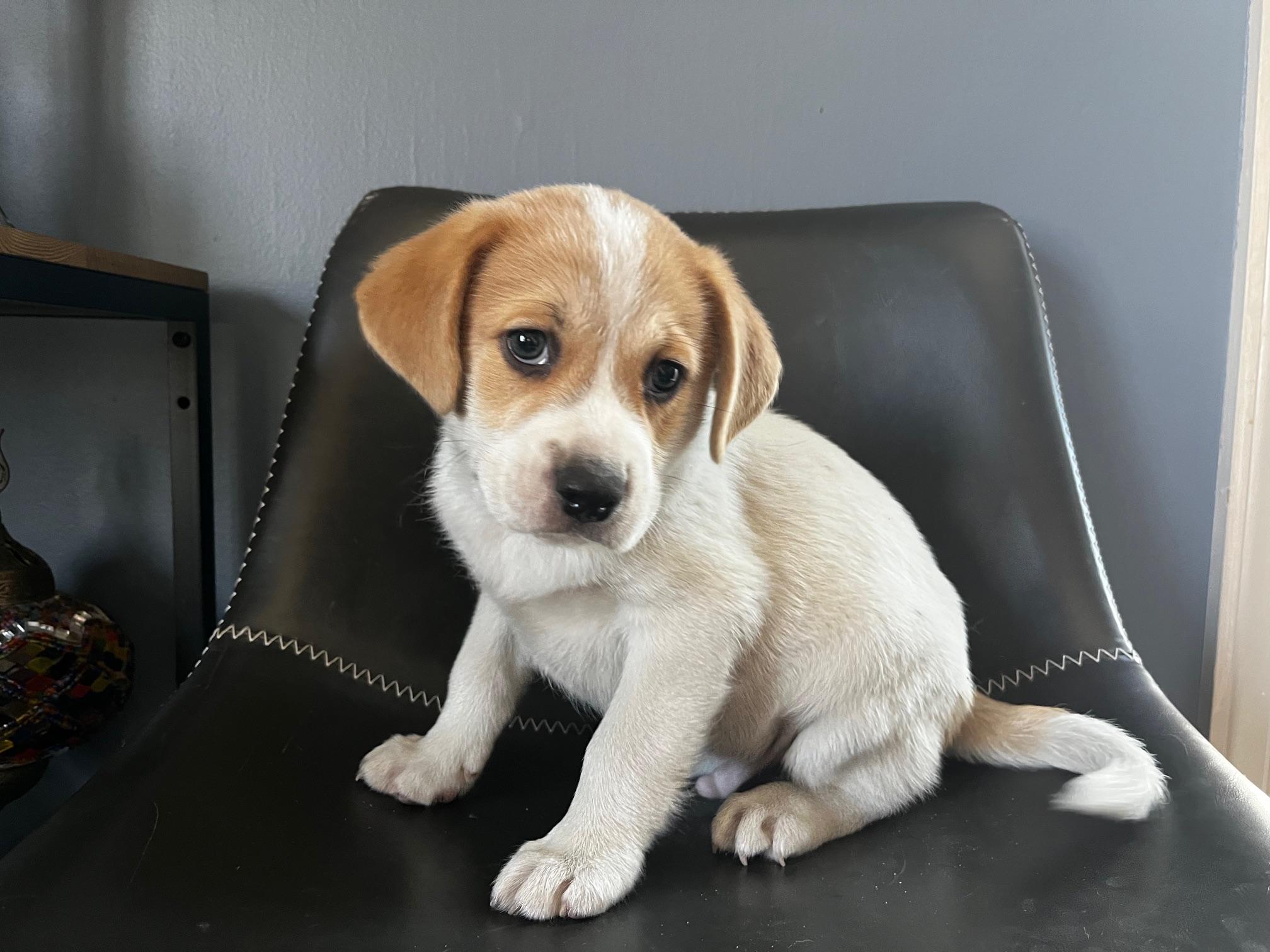 Dawson - Adopted | Petfinder