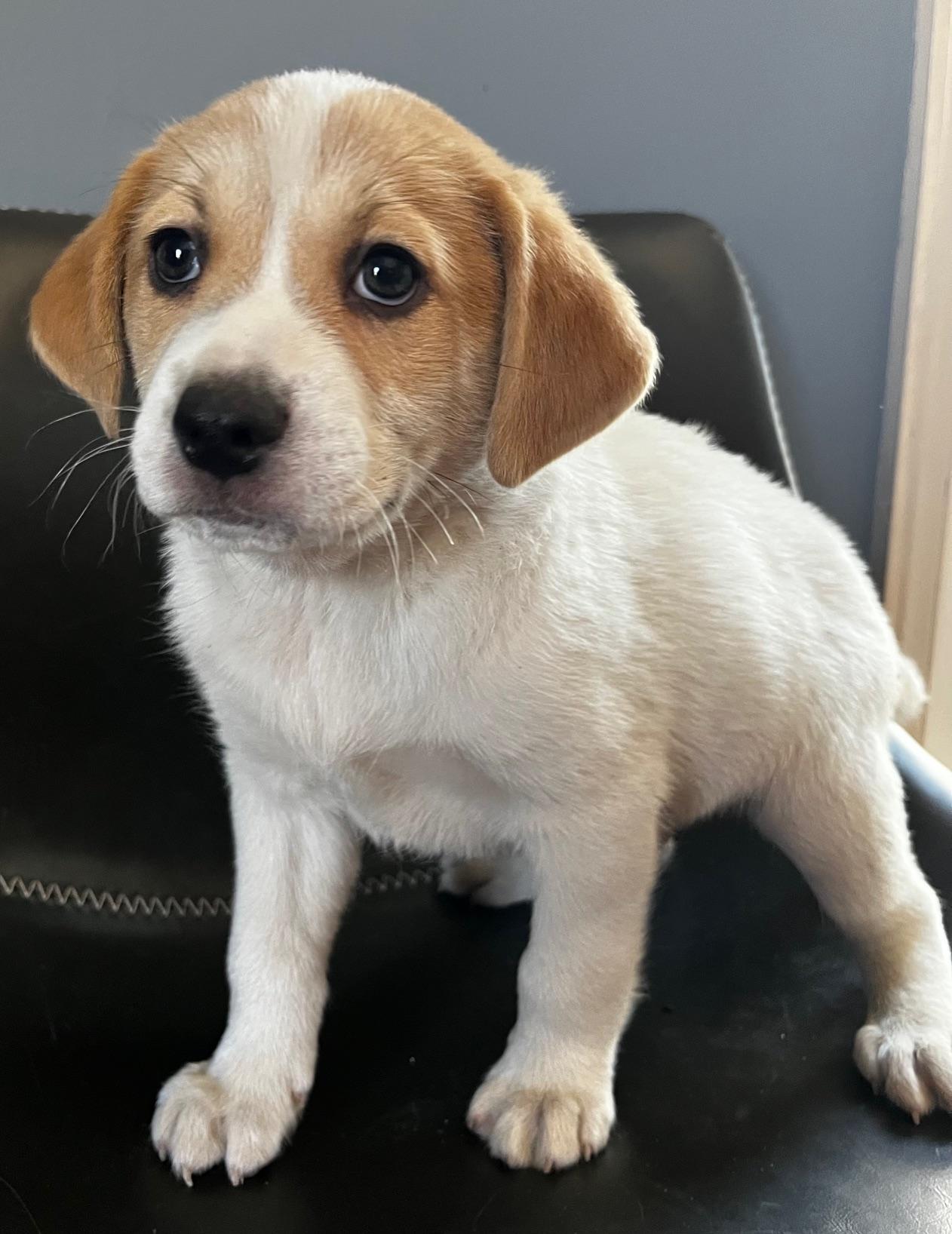 Dawson - Adopted | Petfinder