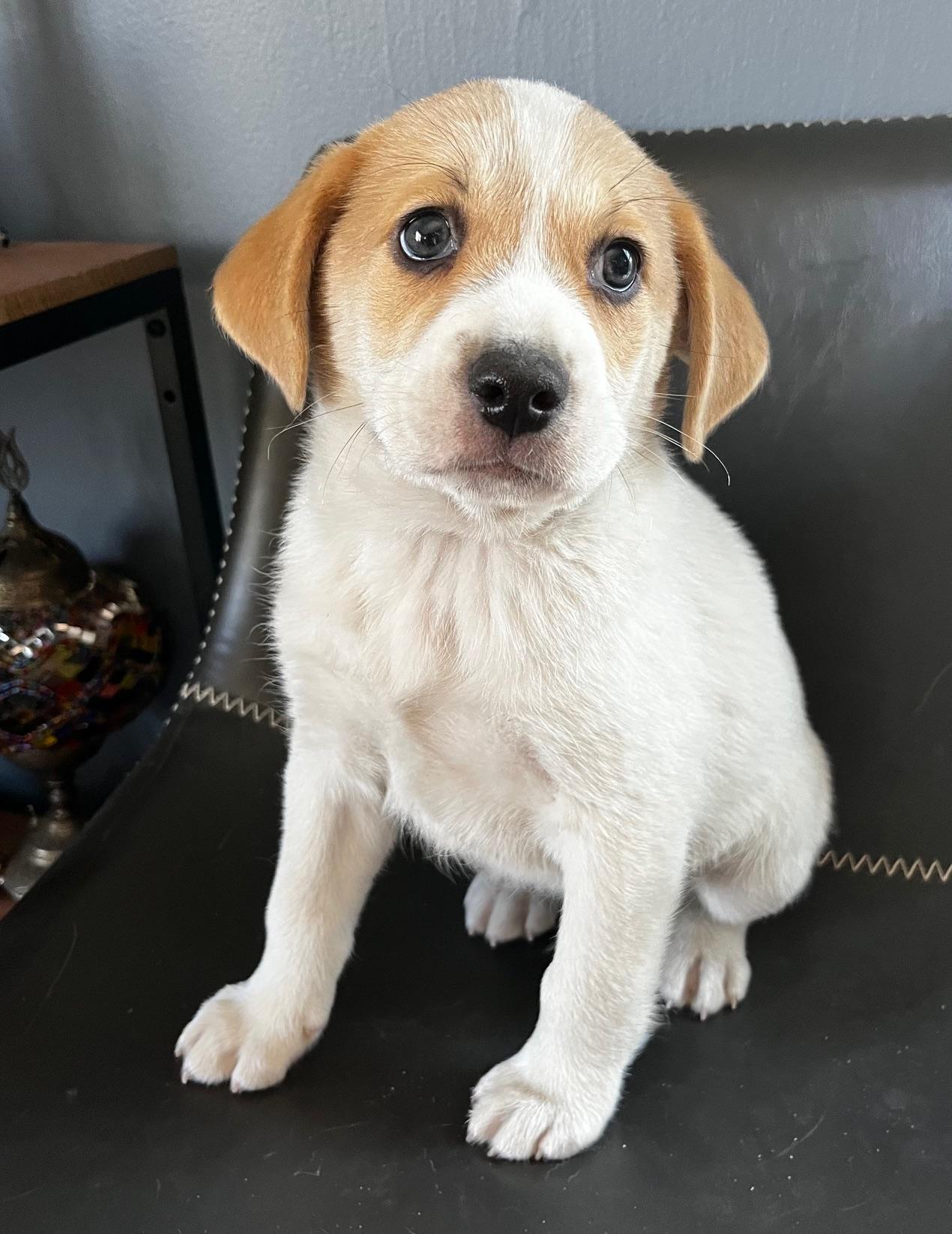 Dawson - Adoptable Pet | Petfinder | Petfinder