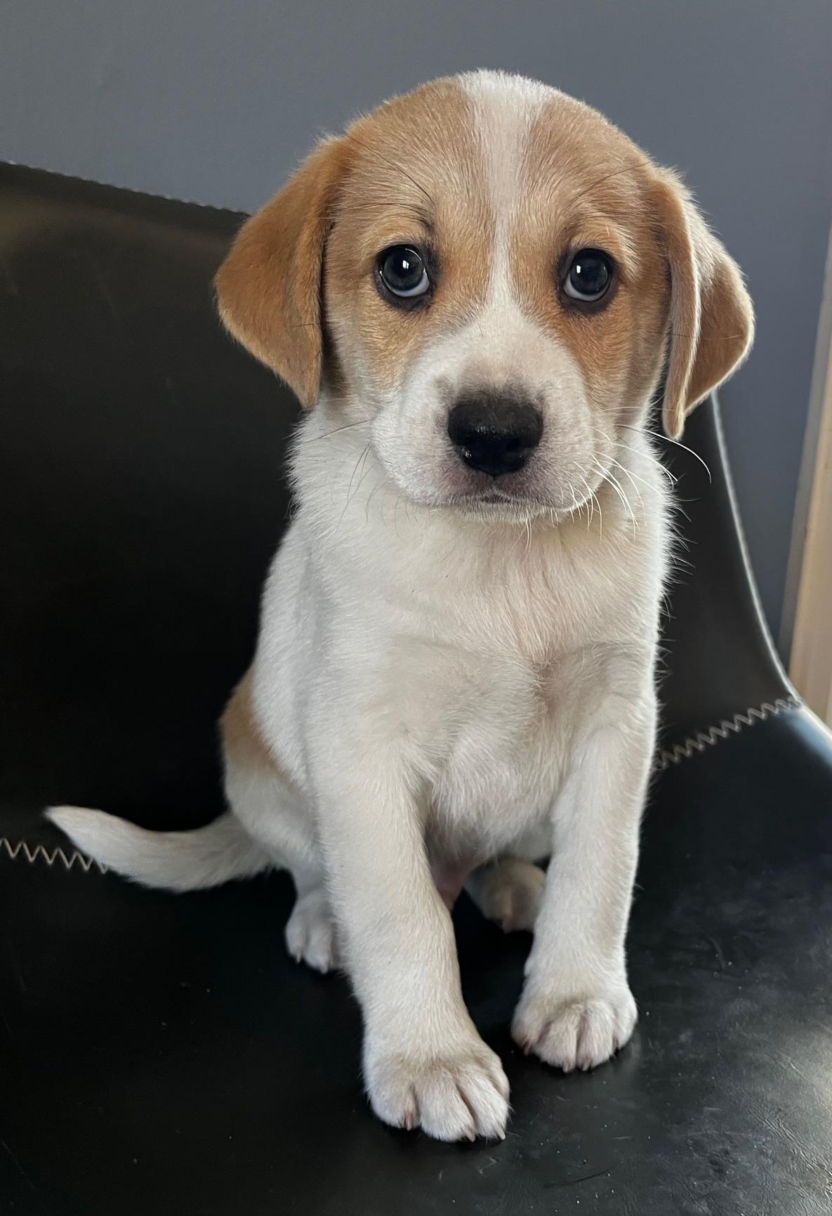 Dawson - Adopted | Petfinder