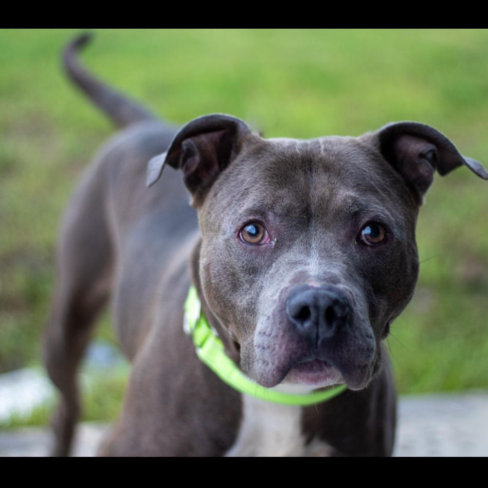 Cyrus, Adoptable, Adult Male Mixed Breed.