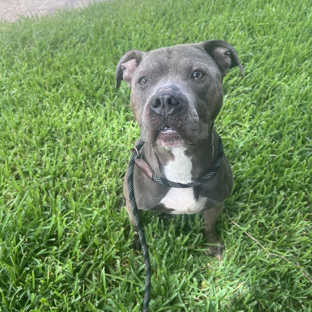 Cyrus, a Adoptable Mixed Breed in Lake Jackson, TX image 2/3