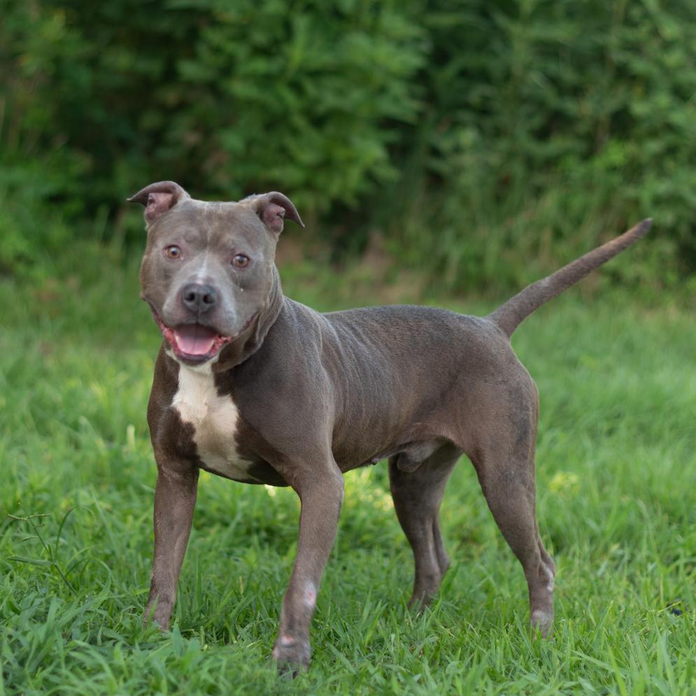 Cyrus, a Adoptable Mixed Breed in Lake Jackson, TX image 3/3