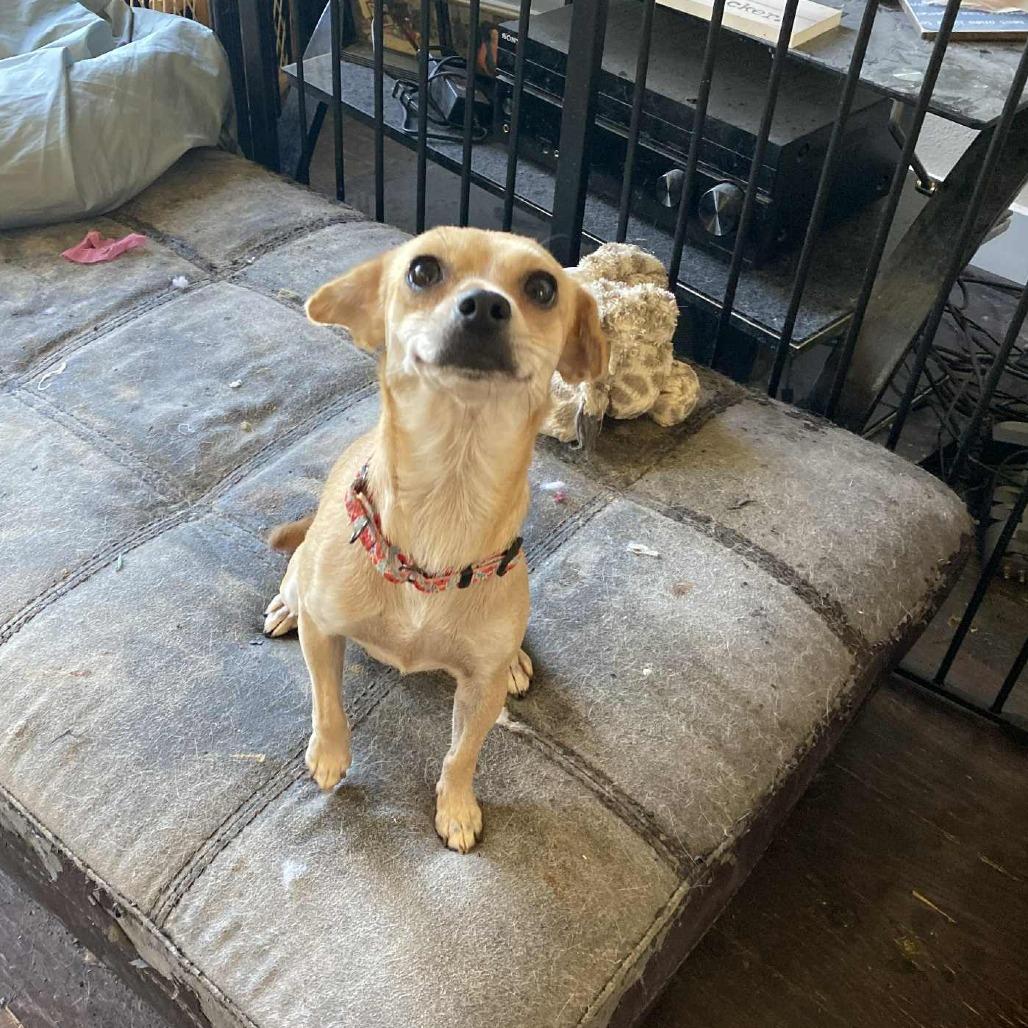 Kendall, Adoptable, Adult Female Chihuahua.