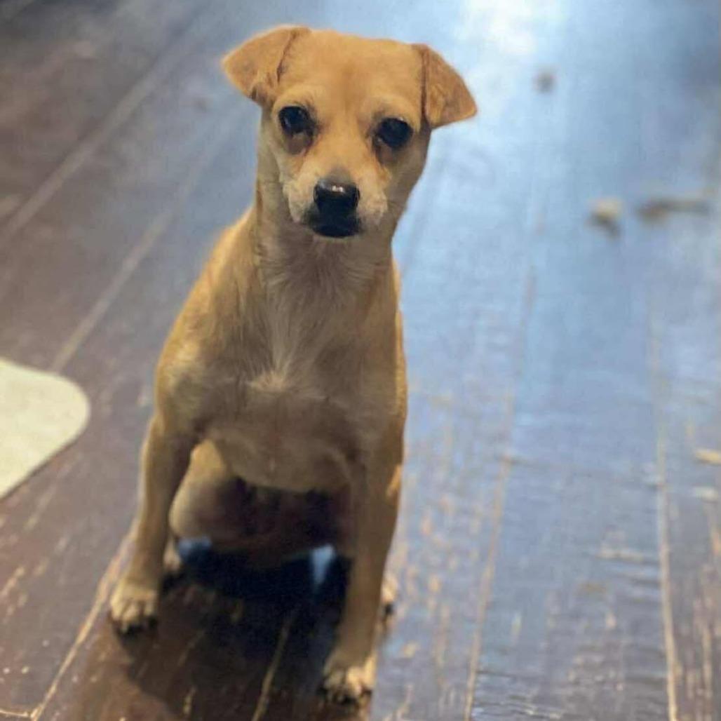 Kendall, a Adoptable Chihuahua in Katy, TX image 2/6