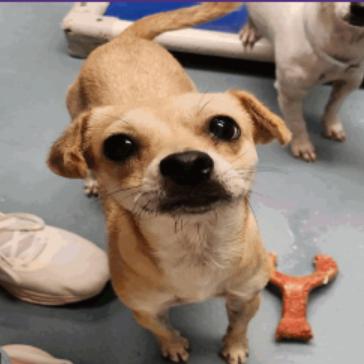 Kendall, a Adoptable Chihuahua in Katy, TX image 3/6
