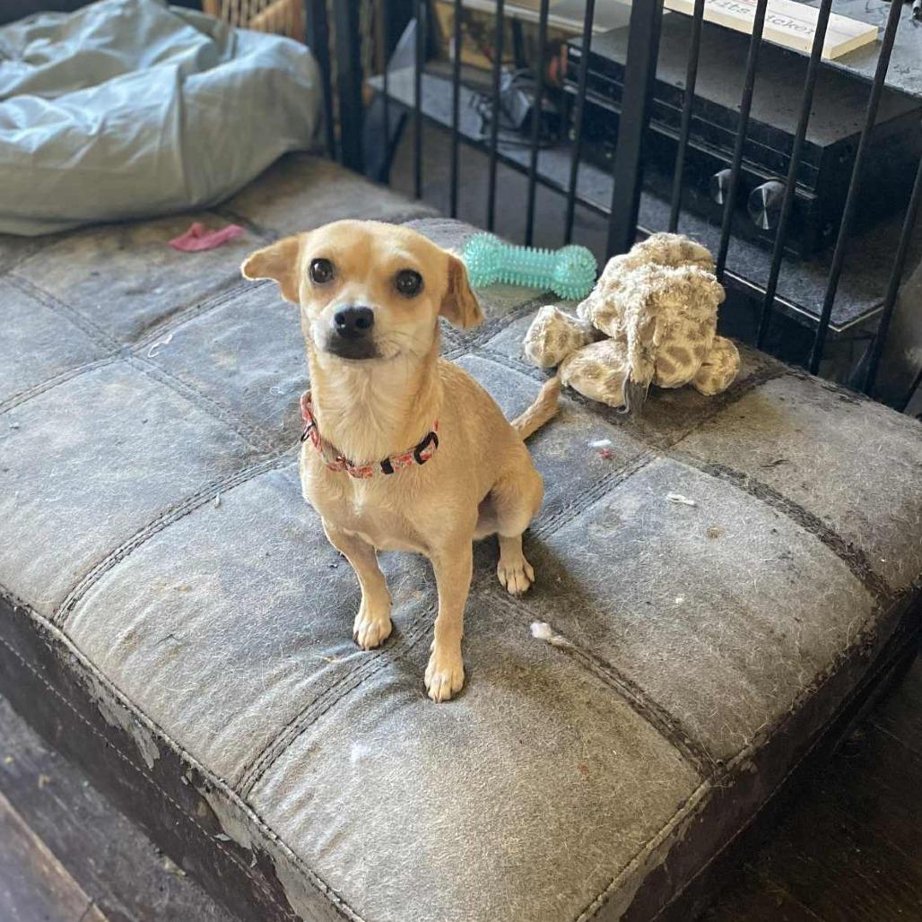 Kendall, a Adoptable Chihuahua in Katy, TX image 5/6