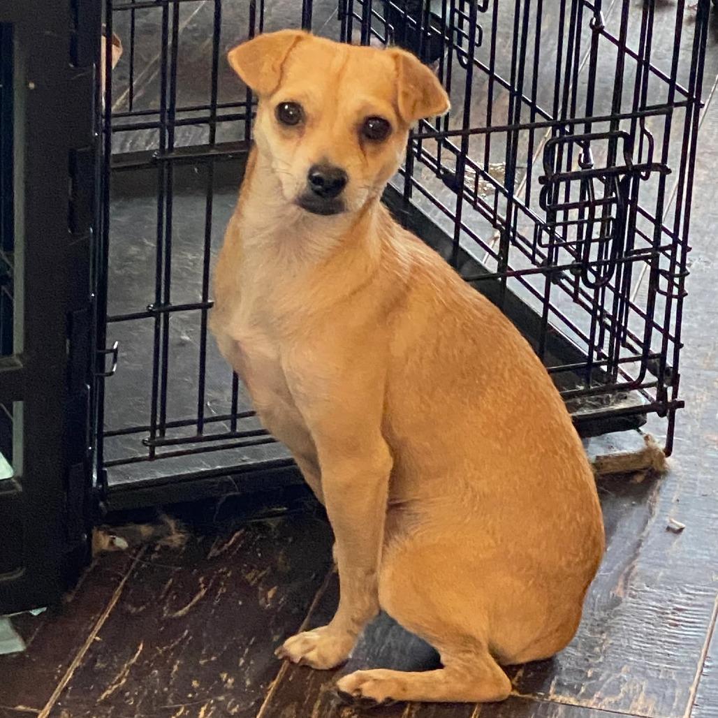 Kendall, a Adoptable Chihuahua in Katy, TX image 6/6