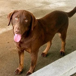 Sterling, an adopted mixed breed in Parma, OH image 1/3