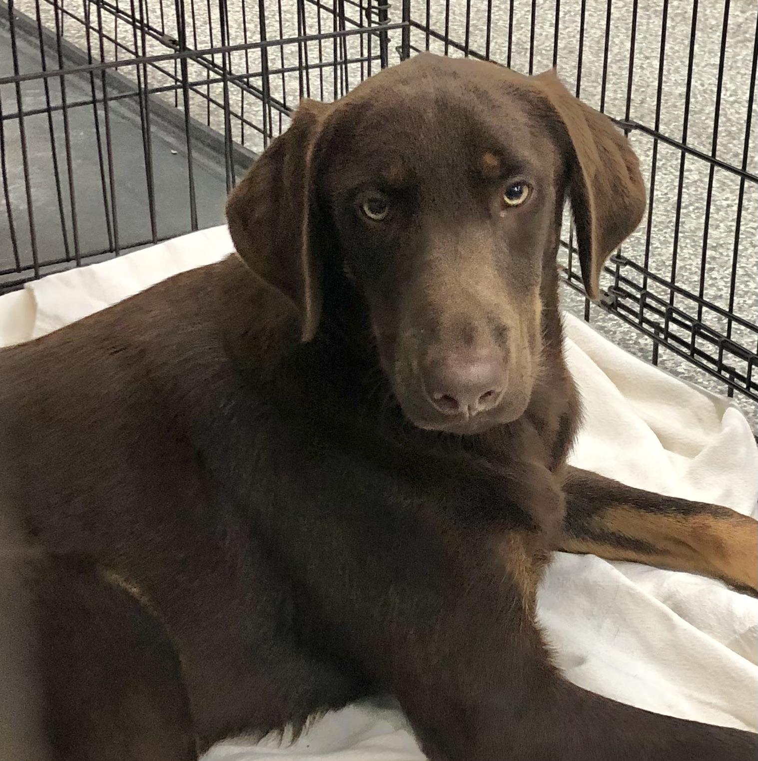 Sterling, an adopted mixed breed in Parma, OH image 3/3