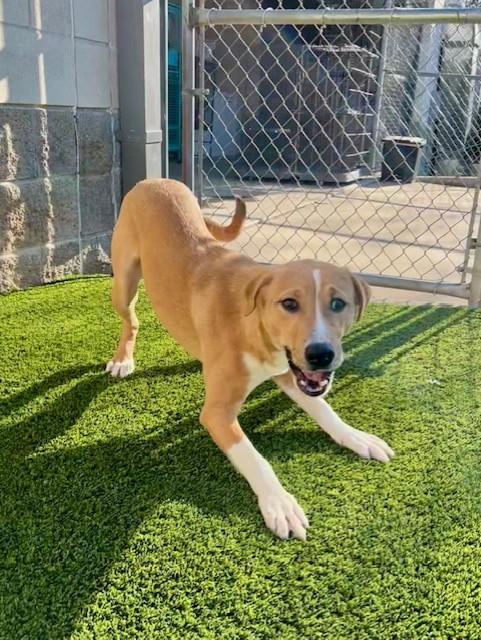 Penny, adoptable, Puppy Female Hound.