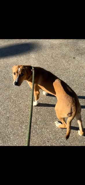 Enlarge Penny, an adoptable mixed breed in Allen, TX image 1/2