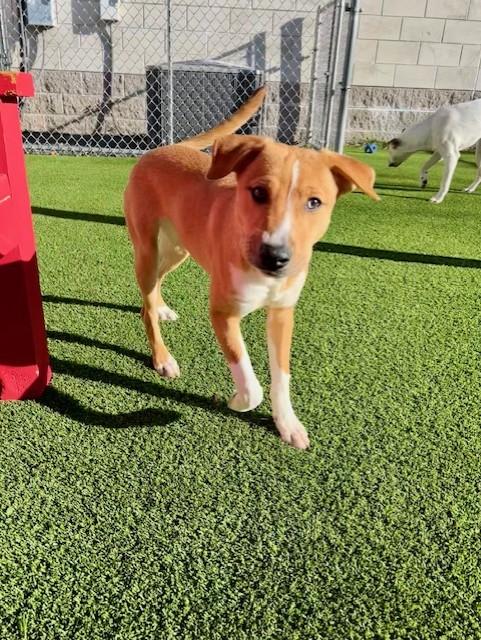 Enlarge Penny, an adoptable mixed breed in Allen, TX image 2/4