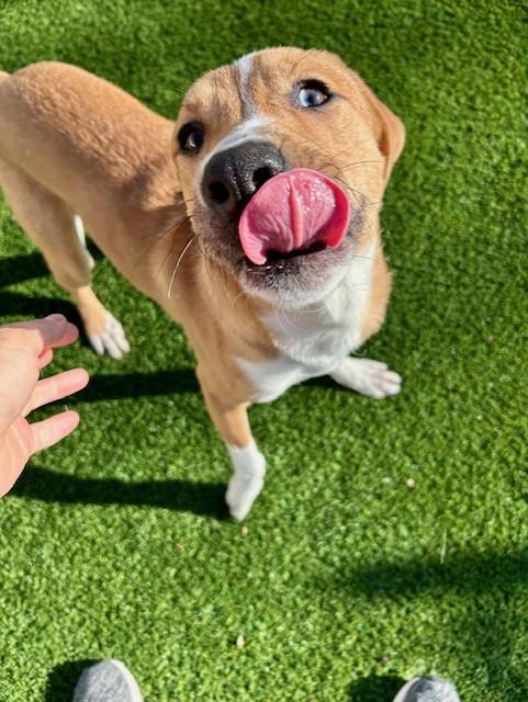 Enlarge Penny, an adoptable mixed breed in Allen, TX image 3/4