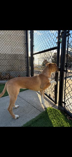 Penny, adoptable, Puppy Female Hound.
