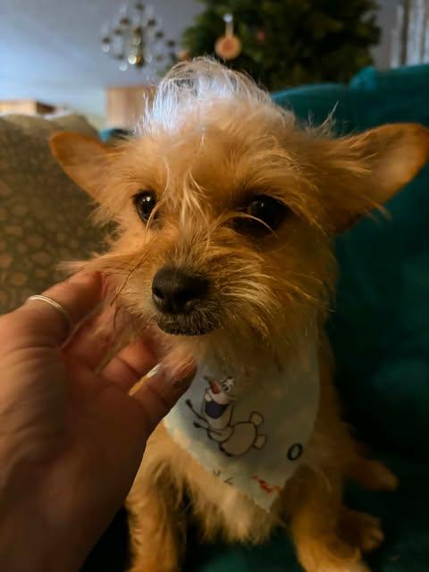 Pickles , ADOPTABLE, Adult Male Yorkshire Terrier & Dachshund (Miniature Long Haired).