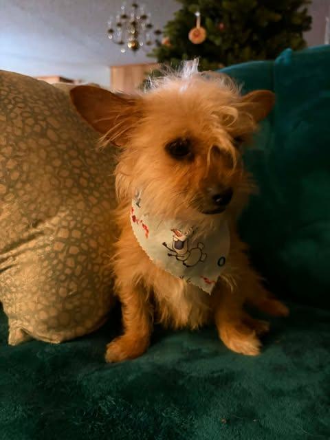 Enlarge Pickles , an adopted mixed breed in Glocester, RI image 4/5