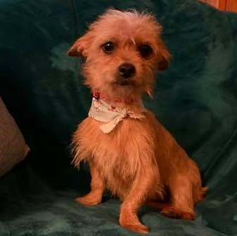 Enlarge Pickles , an adopted mixed breed in Glocester, RI image 3/5