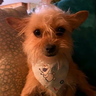 Enlarge Pickles , an adopted mixed breed in Glocester, RI image 1/5