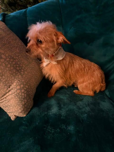 Enlarge Pickles , an adopted mixed breed in Glocester, RI image 5/5