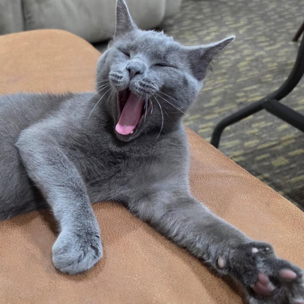 Alastor, Adoptable, Young Male Domestic Short Hair.
