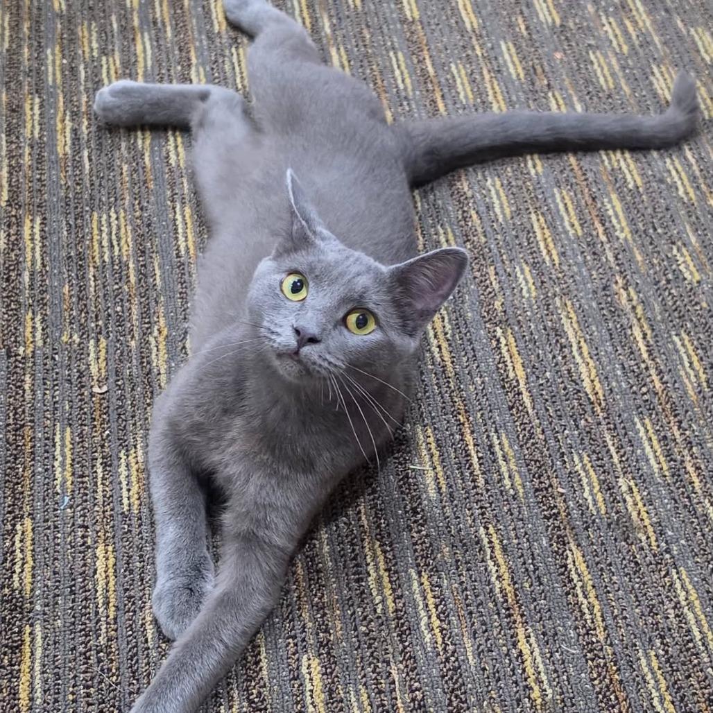 Enlarge Alastor, a Adoptable Domestic Short Hair in Winston-Salem, NC image 2/5