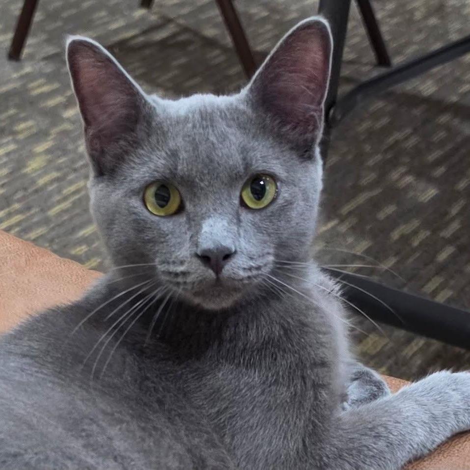 Enlarge Alastor, a Adoptable Domestic Short Hair in Winston-Salem, NC image 3/5