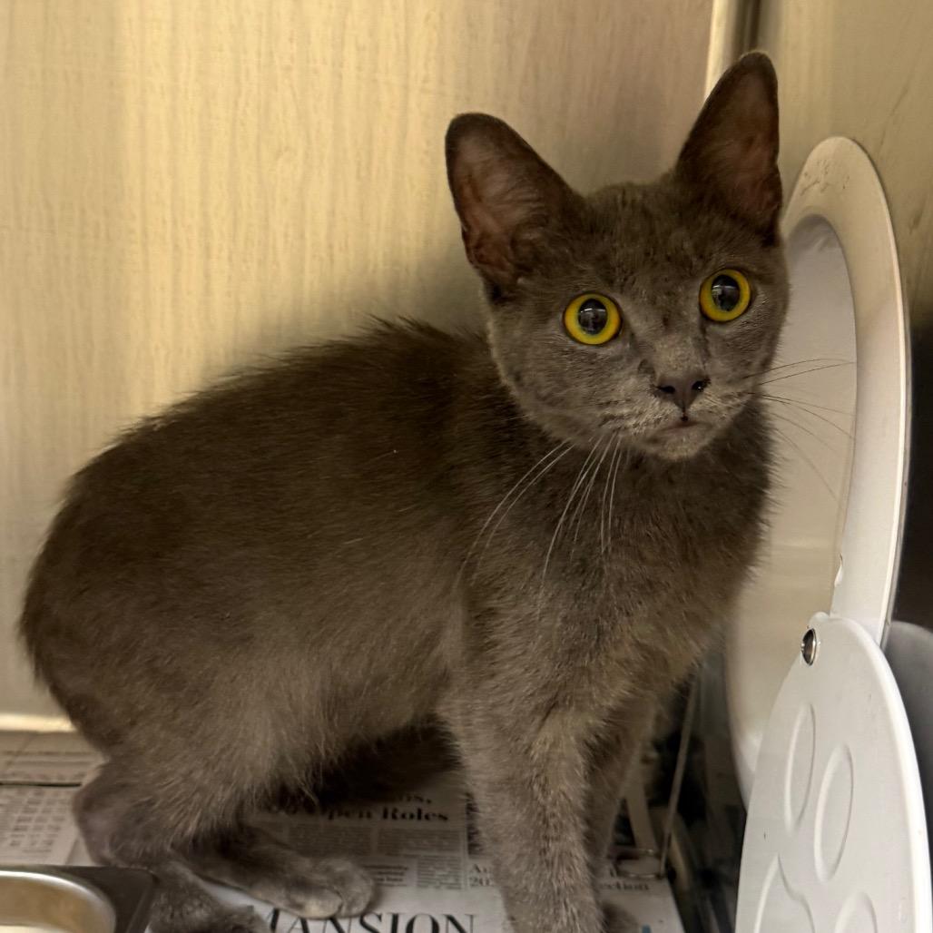Alastor, Adoptable, Young Male Domestic Short Hair.