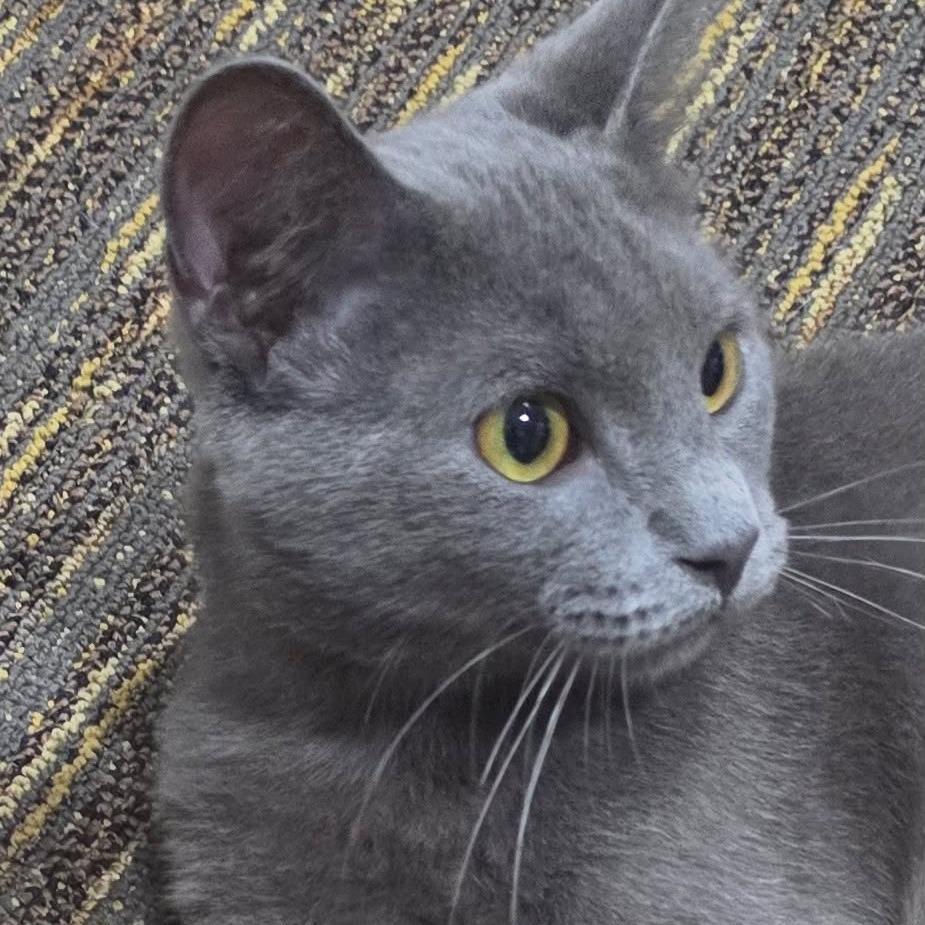 Enlarge Alastor, a Adoptable Domestic Short Hair in Winston-Salem, NC image 5/5