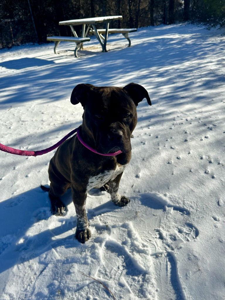 DA 1 Cowgirl Jill, Adoptable, Adult Female Staffordshire Bull Terrier & Pit Bull Terrier.