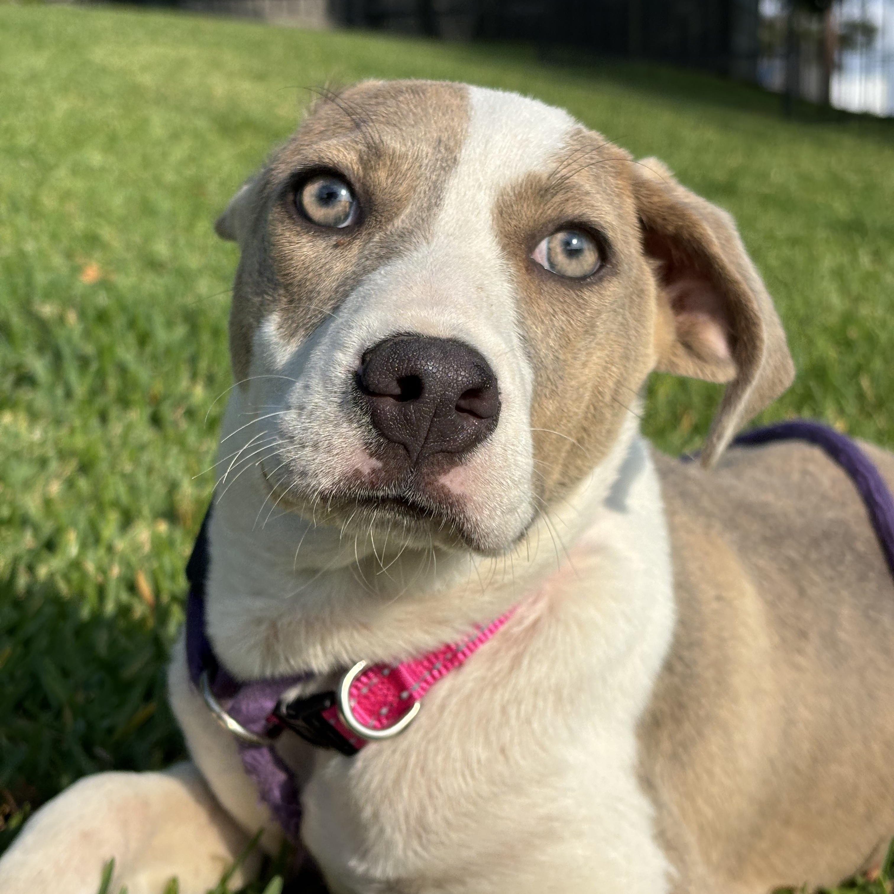 Honey, an adopted mixed breed in Westminster, CO image 5/6
