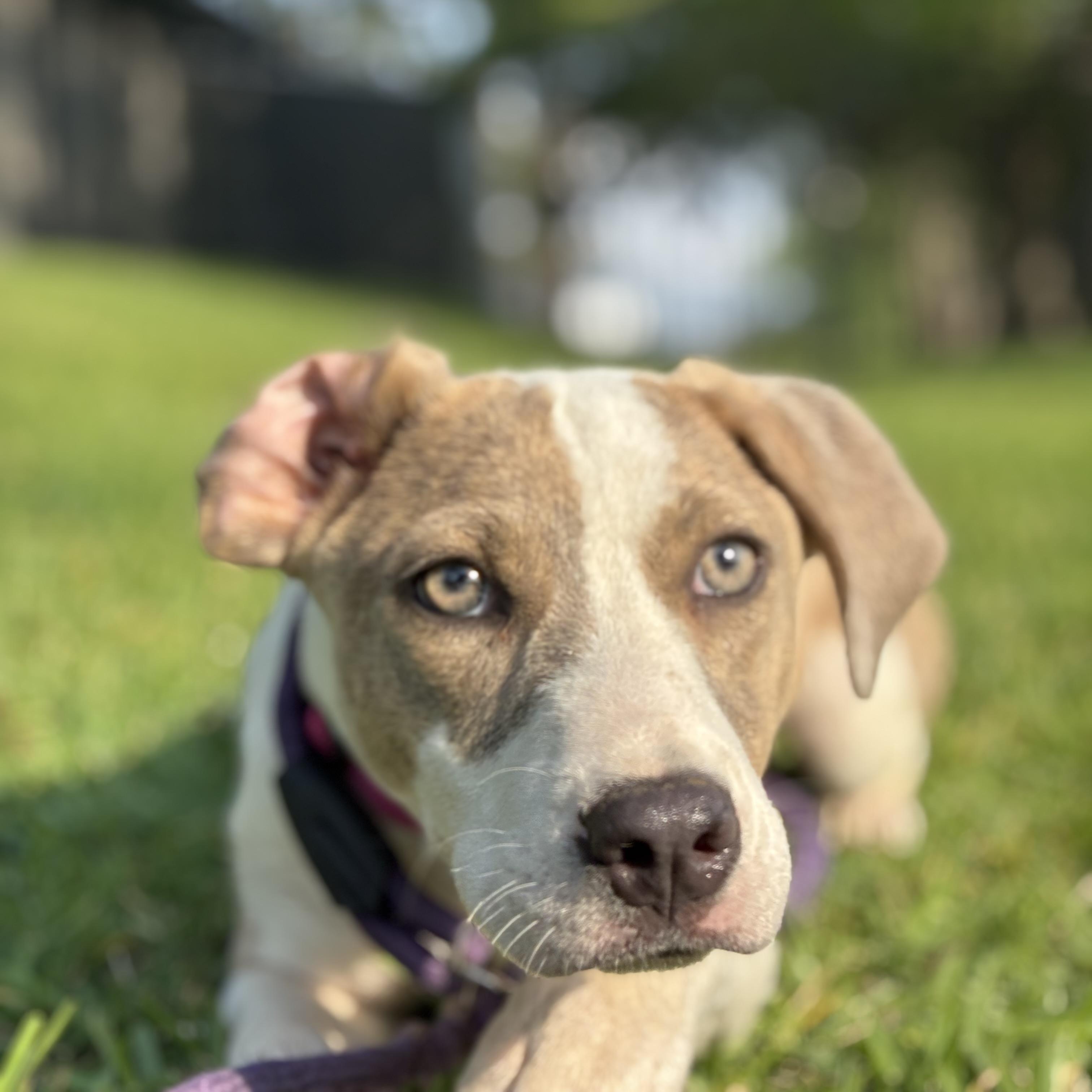 Honey, an adopted mixed breed in Westminster, CO image 2/6