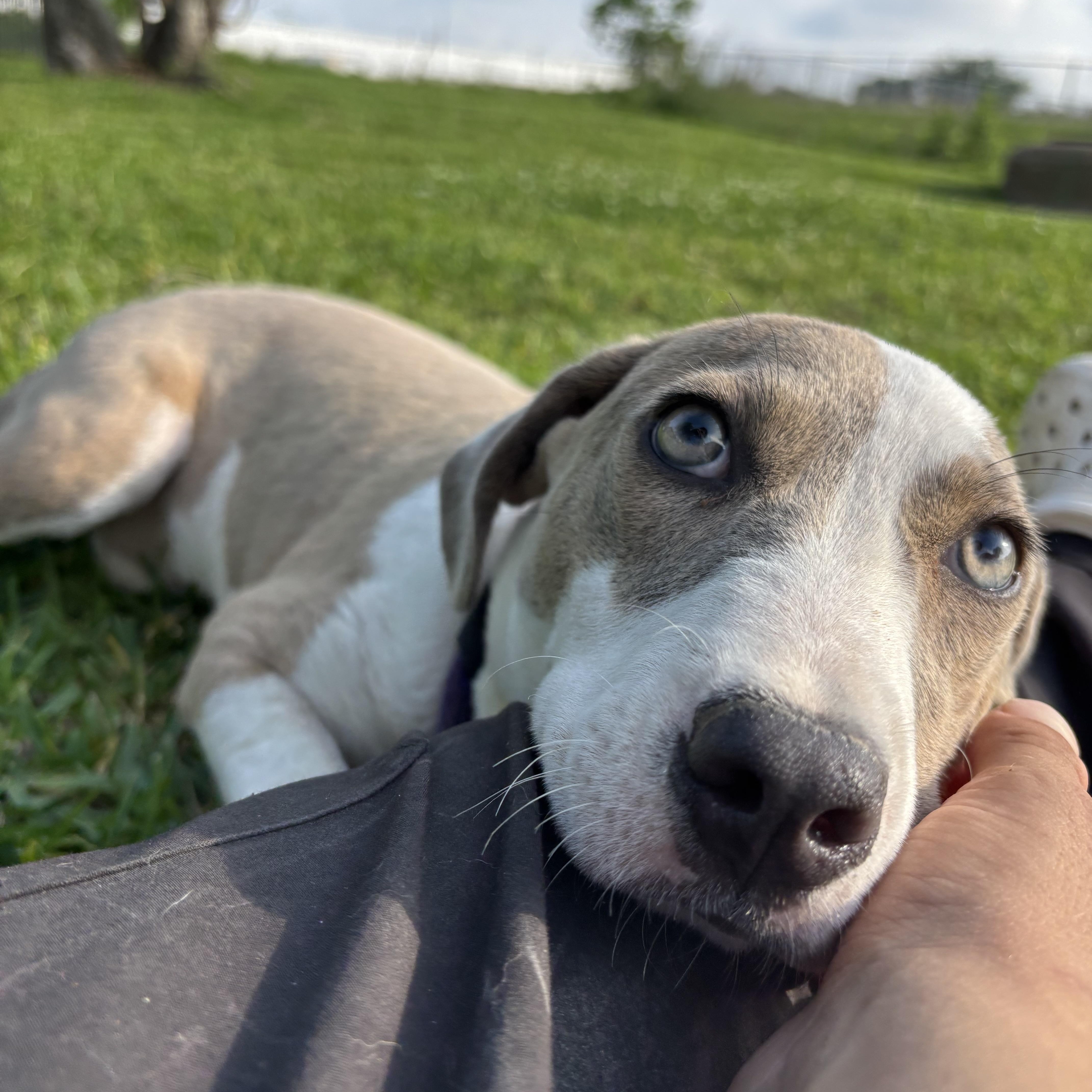 Honey, adopted, Puppy Female Labrador Retriever.