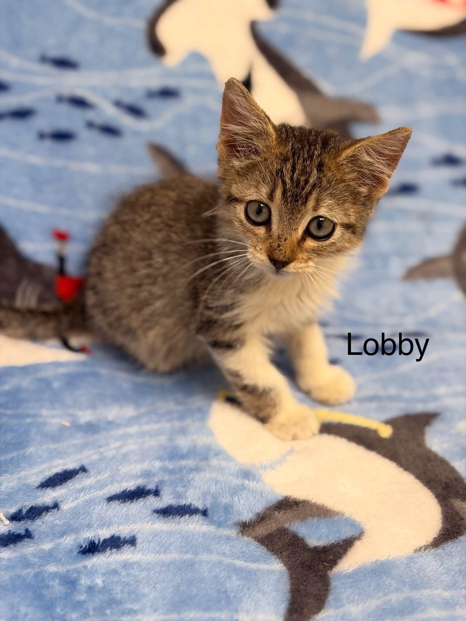 Lobby, ADOPTABLE, Kitten Male Domestic Short Hair.