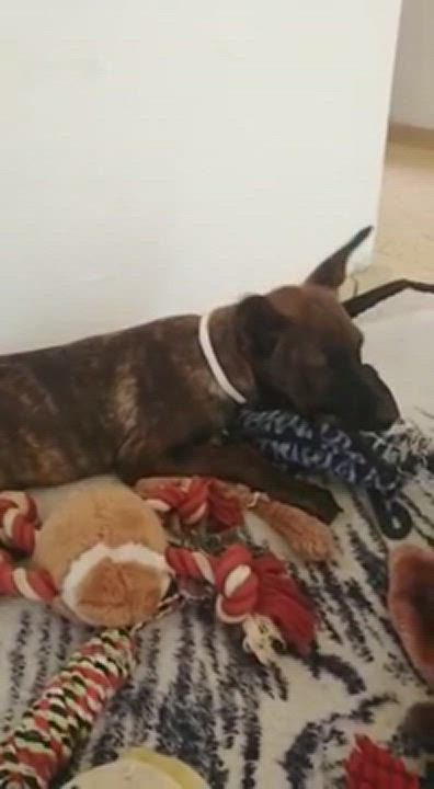 Enlarge Sasha, a Adopted mixed breed in North Hollywood, CA video 6/11