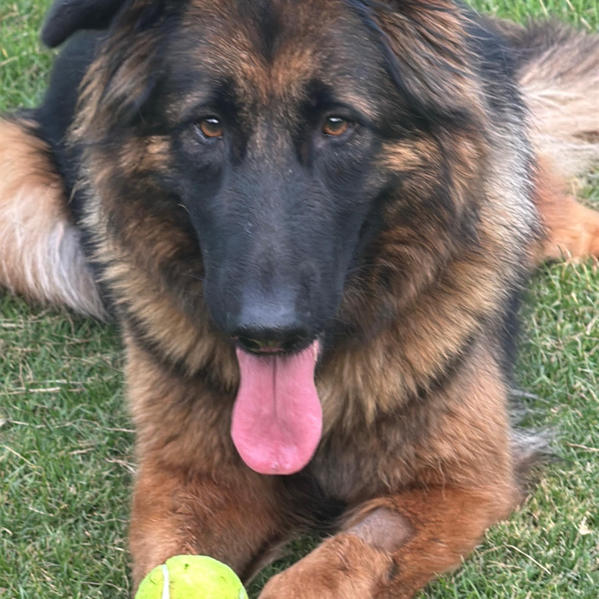 Beautiful Bella from Kuwait