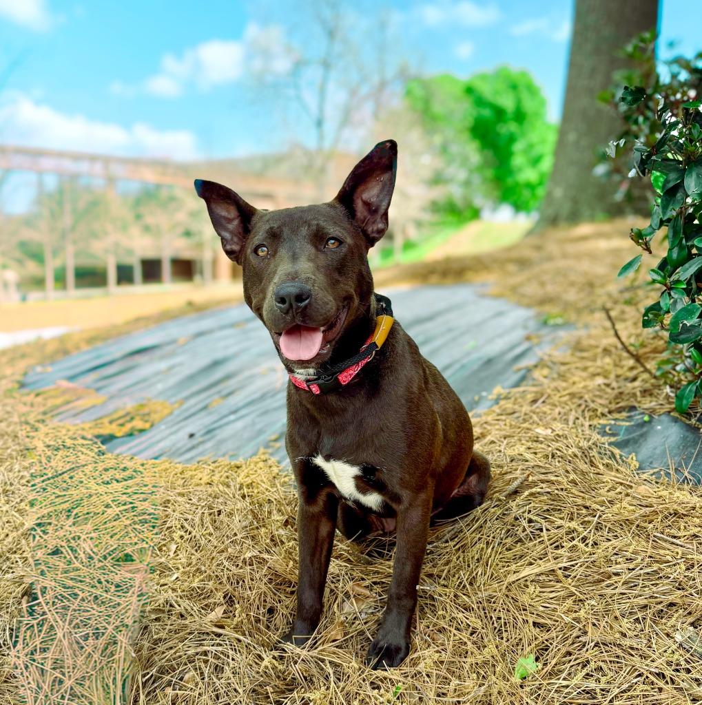 Betty, Adoptable, Puppy Female Pit Bull Terrier & Mixed Breed.