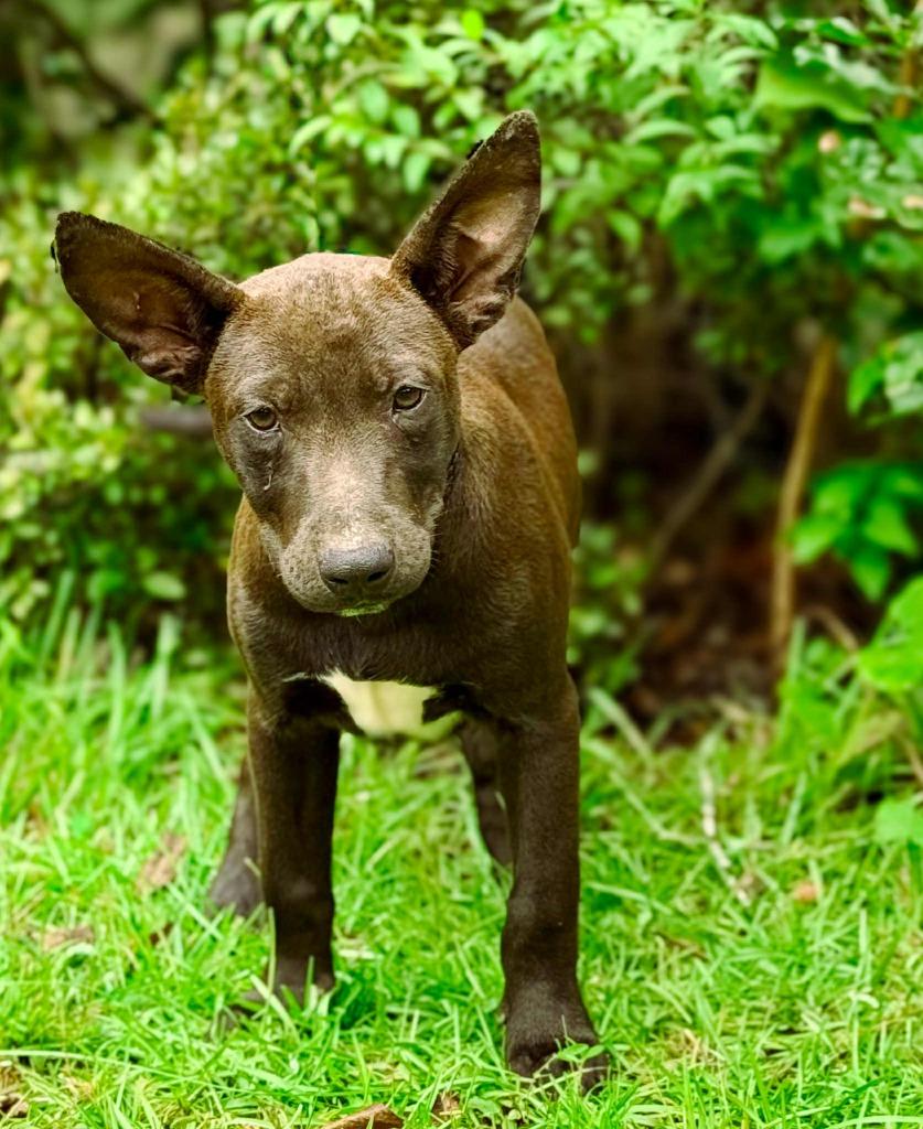 Betty, a Adoptable mixed breed in Macon, GA image 1/6