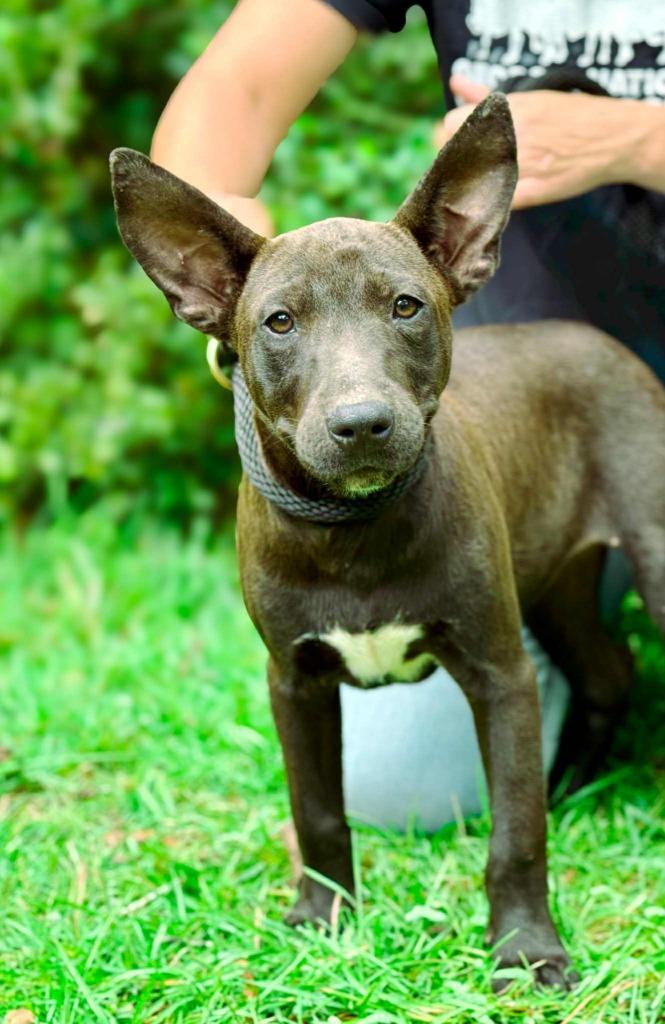 Betty, a Adoptable mixed breed in Macon, GA image 2/6