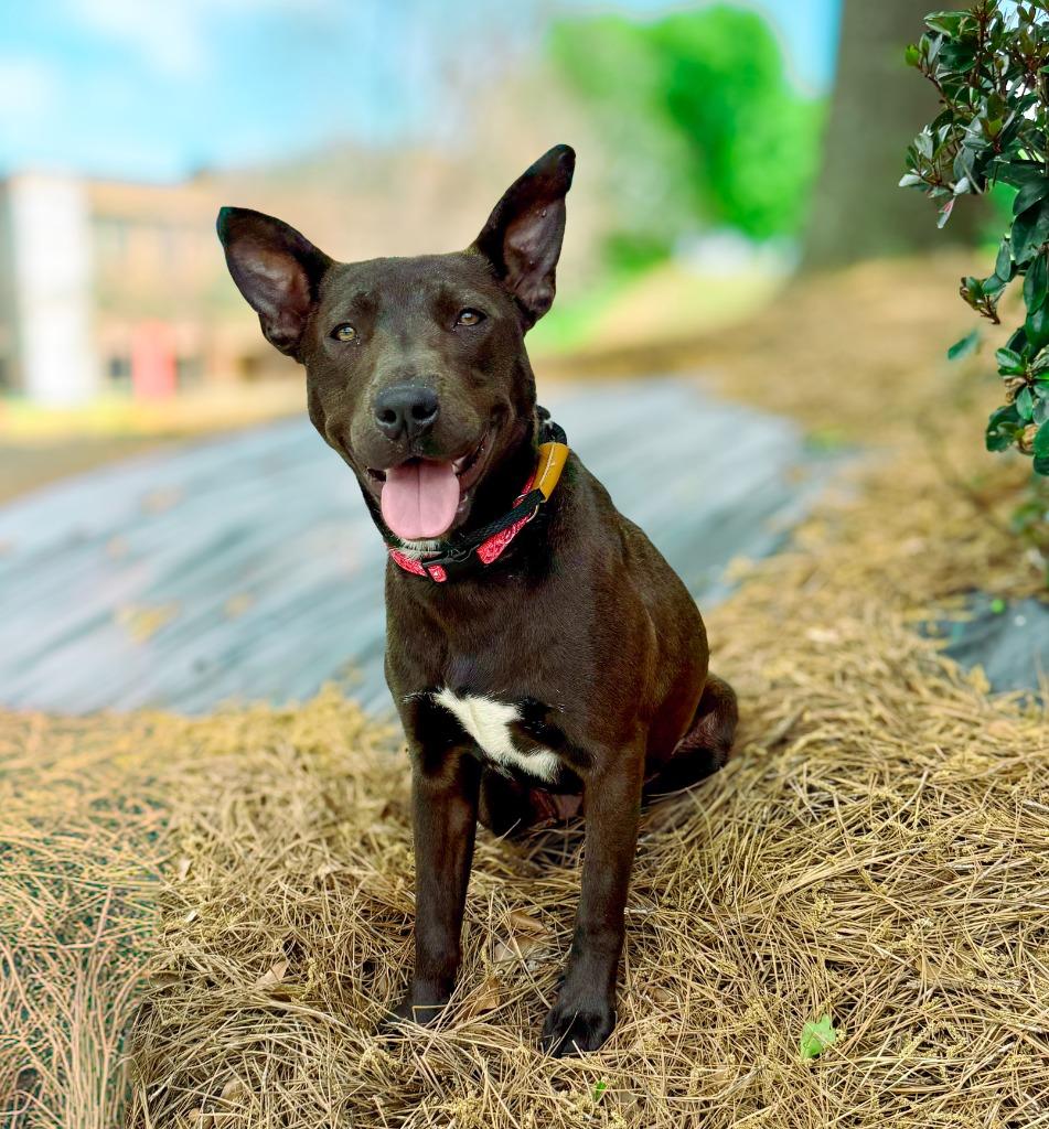 Betty, a Adoptable mixed breed in Macon, GA image 3/6
