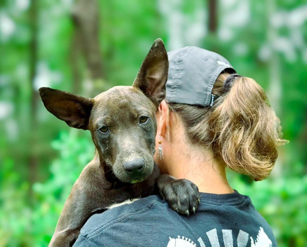 Betty, a Adoptable mixed breed in Macon, GA image 3/6