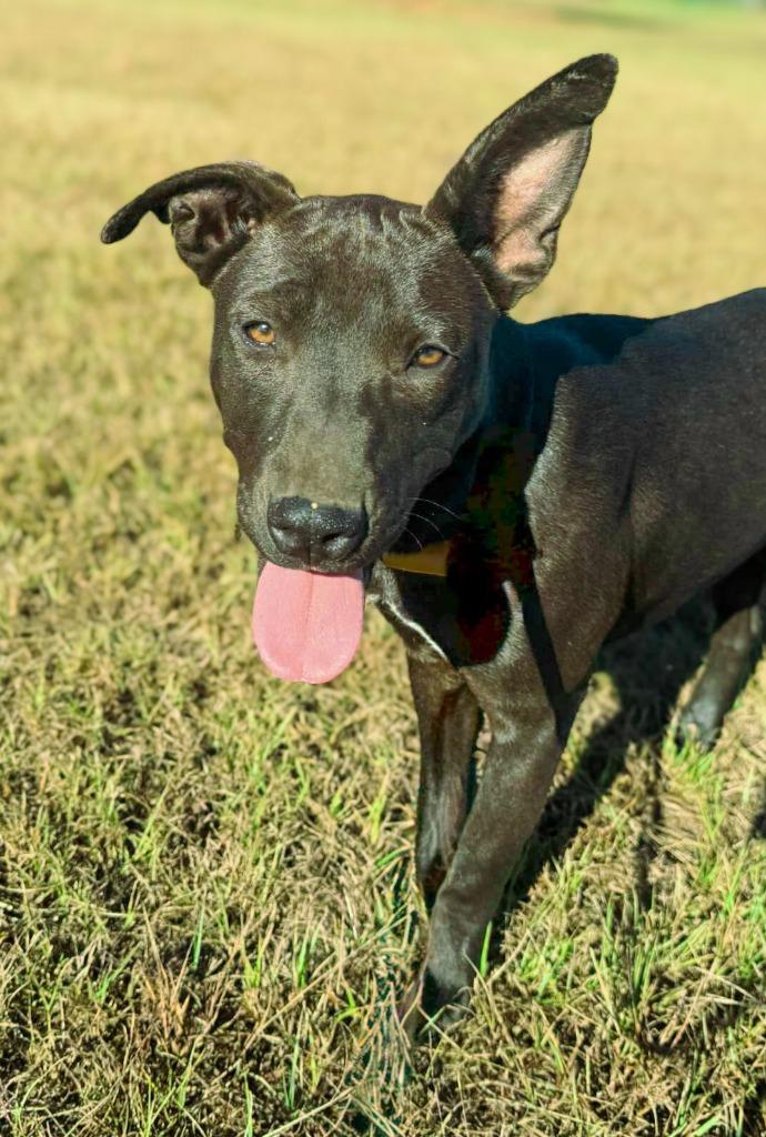 Betty, a Adoptable mixed breed in Macon, GA image 4/6